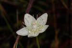 Carolina grass of Parnassus